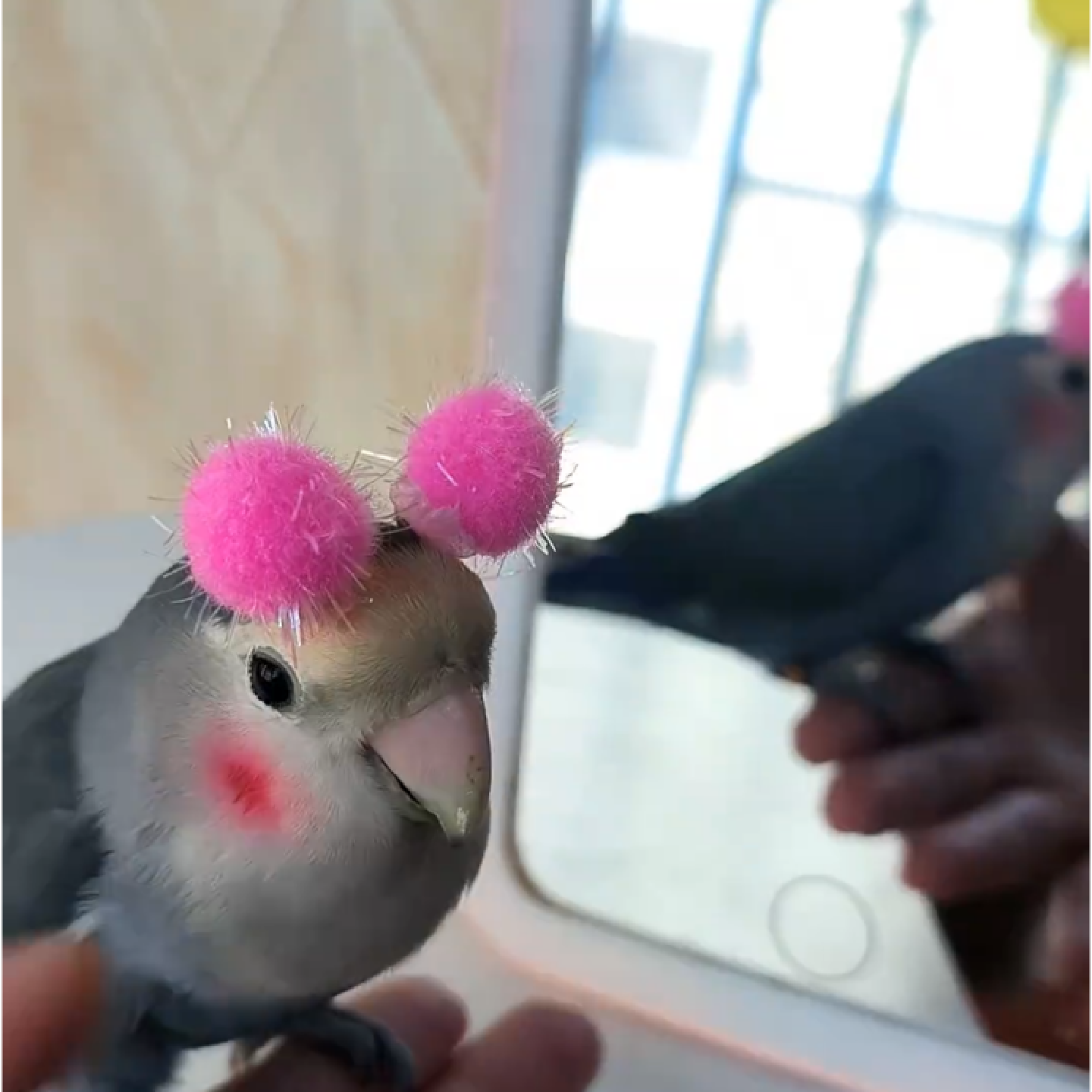 鹦鹉头戴迷你球虎皮玄凤牡丹彩球小太阳鸟玩具装饰拍照道解闷玩具,淘宝优惠券,粉丝福利购,淘宝优惠卷