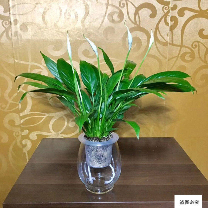 新绿植 粉掌苗带花 室内盆栽植物 水培红掌绿萝 土培发财树,淘宝优惠券,粉丝福利购,淘宝优惠卷