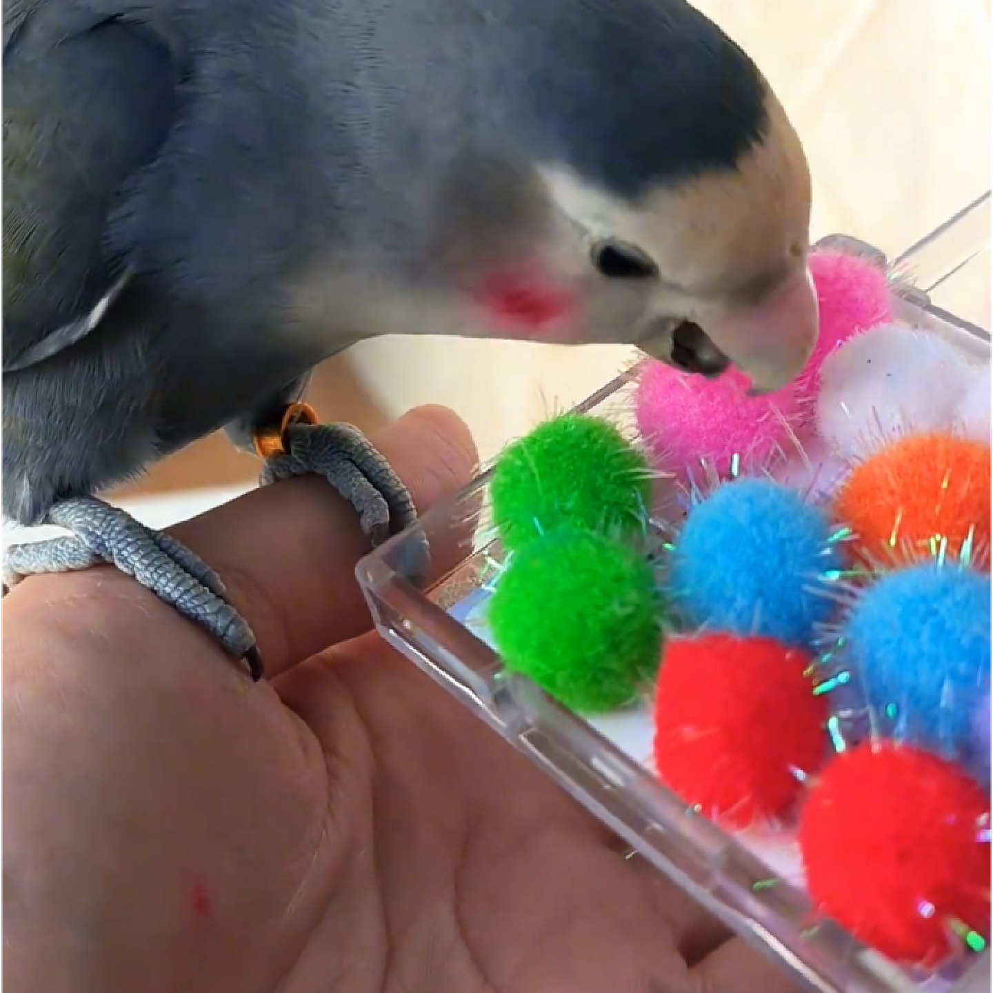 鹦鹉头戴迷你球虎皮玄凤牡丹彩球小太阳鸟玩具装饰拍照道解闷玩具,淘宝优惠券,粉丝福利购,淘宝优惠卷