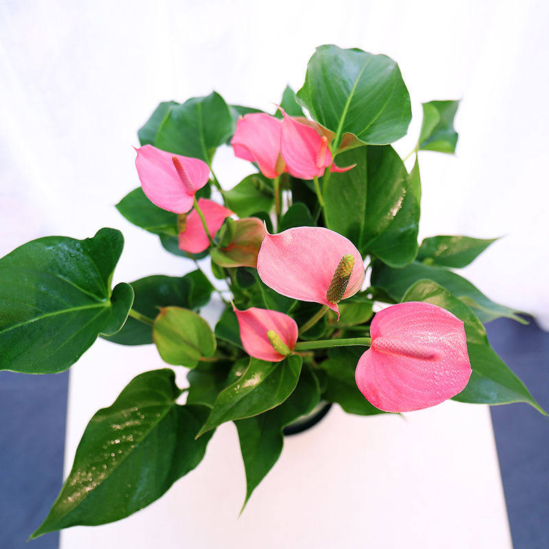 新绿植 粉掌苗带花 室内盆栽植物 水培红掌绿萝 土培发财树,淘宝优惠券,粉丝福利购,淘宝优惠卷