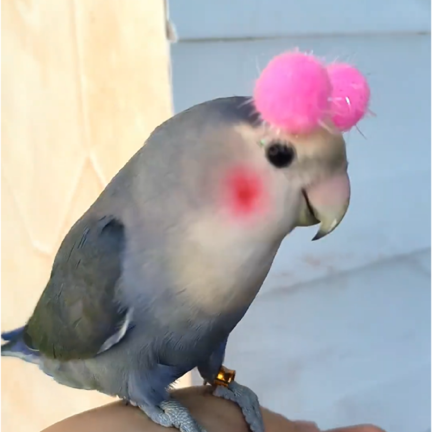 鹦鹉头戴迷你球虎皮玄凤牡丹彩球小太阳鸟玩具装饰拍照道解闷玩具,淘宝优惠券,粉丝福利购,淘宝优惠卷