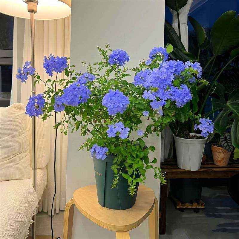 蓝雪花苗盆栽阳台观花耐热好养植物花园庭院爬藤攀援花藤本白雪花,淘宝优惠券,粉丝福利购,淘宝优惠卷