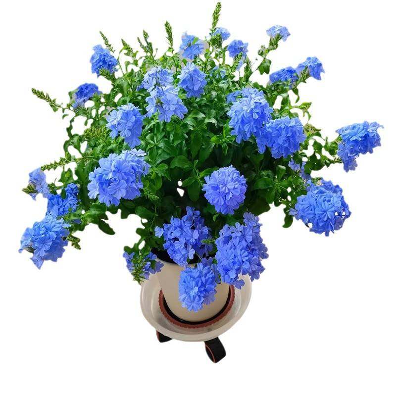 蓝雪花苗盆栽阳台观花耐热好养植物花园庭院爬藤攀援花藤本白雪花,淘宝优惠券,粉丝福利购,淘宝优惠卷