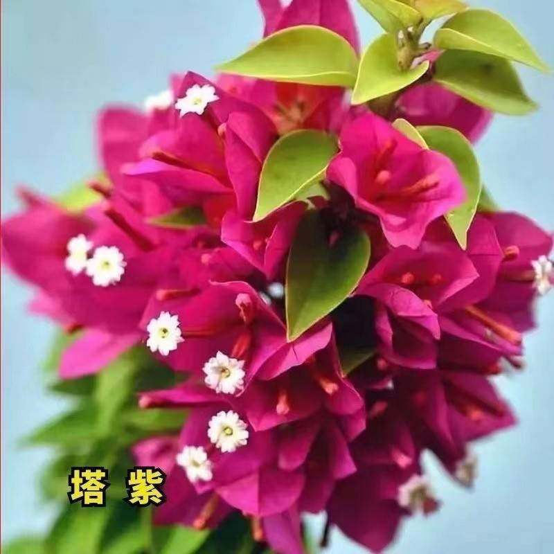 【耐寒】三角梅特价四季开花耐热室外庭院多色花卉绿植爬藤  植物,淘宝优惠券,粉丝福利购,淘宝优惠卷