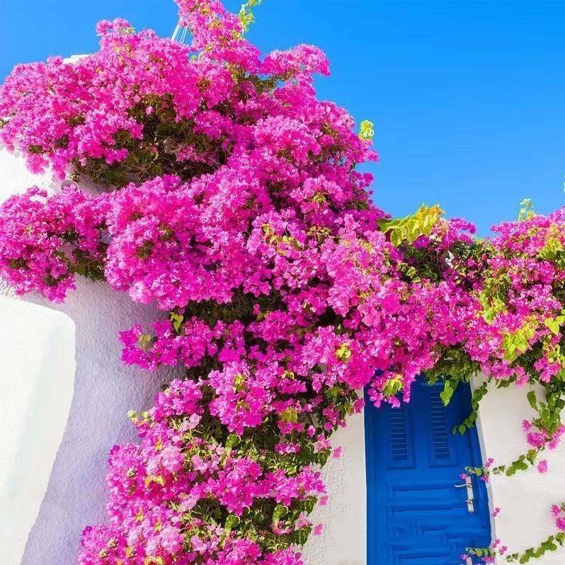 【耐寒】三角梅特价四季开花耐热室外庭院多色花卉绿植爬藤植物,淘宝优惠券,粉丝福利购,淘宝优惠卷