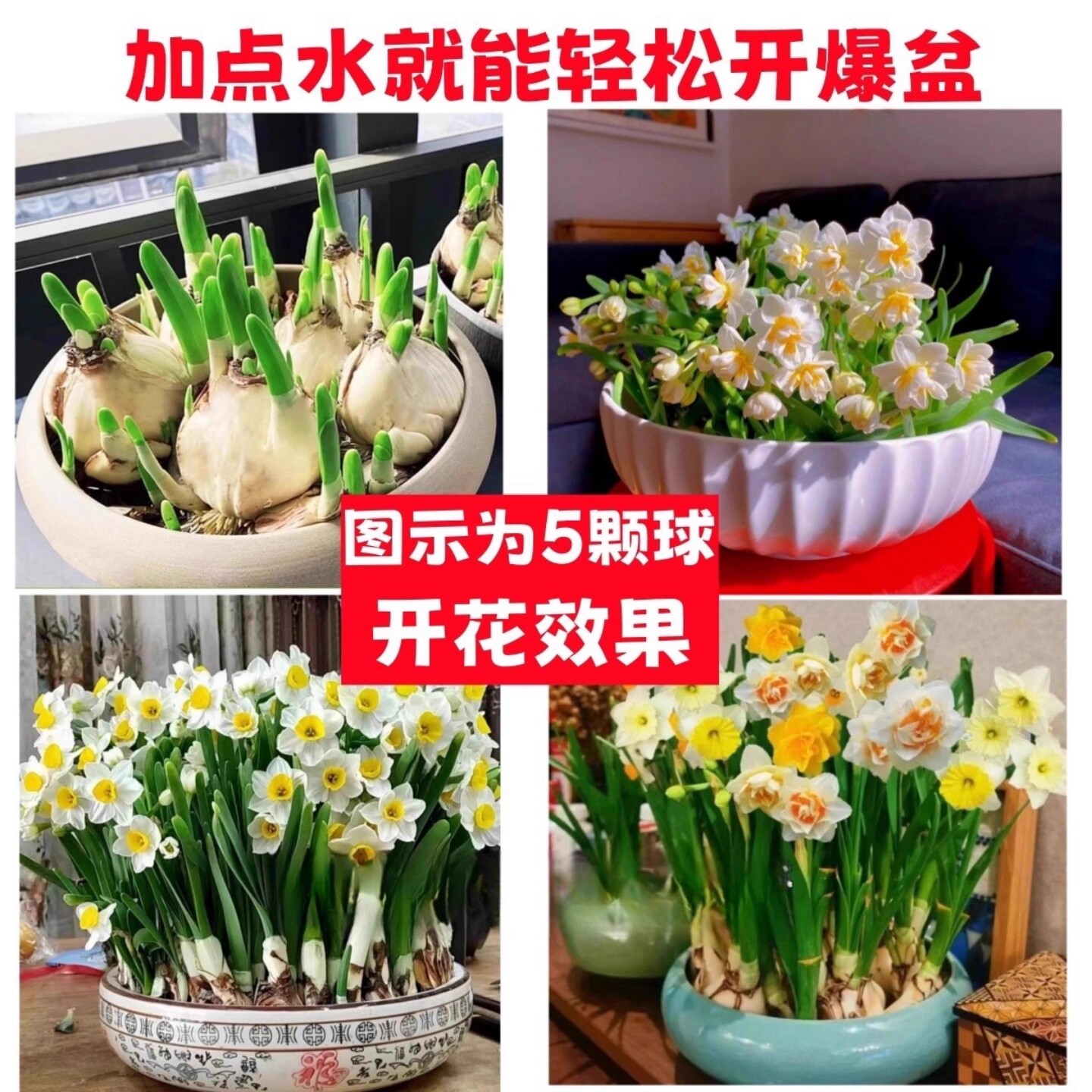 水仙花种球耐寒花卉水培植物阳台室内外好养活漳州水仙花盆栽水养,淘宝优惠券,粉丝福利购,淘宝优惠卷