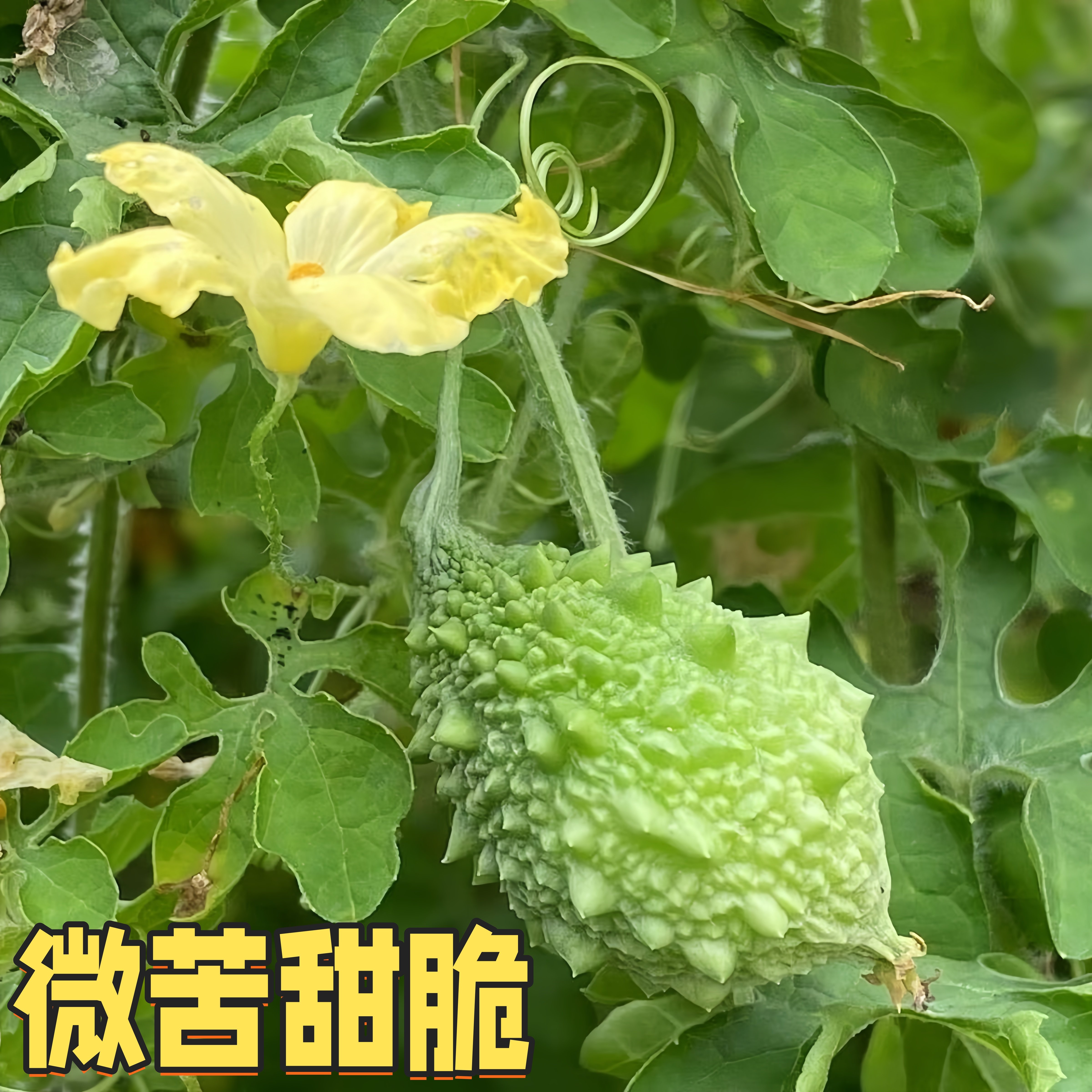 泰国小苦瓜秧苗带土绿色水果蔬菜四季白金癞瓜高产苹果苦瓜种子苗,淘宝优惠券,粉丝福利购,淘宝优惠卷