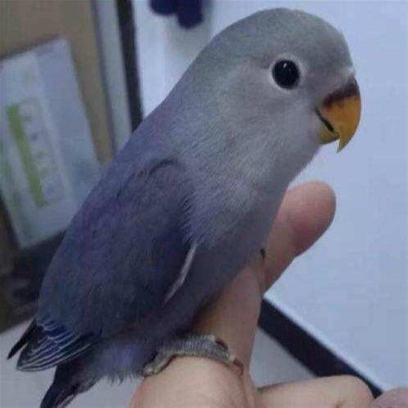 桃脸牡丹鹦鹉活鸟黄桃绿桃合法特色牡丹鹦鹉亲人说话鸟宠物鸟包活,淘宝优惠券,粉丝福利购,淘宝优惠卷