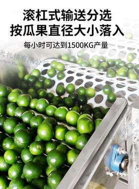 广州圣天水果分级机荔枝三华李子橙子选果机果蔬柑橘清洗分选机