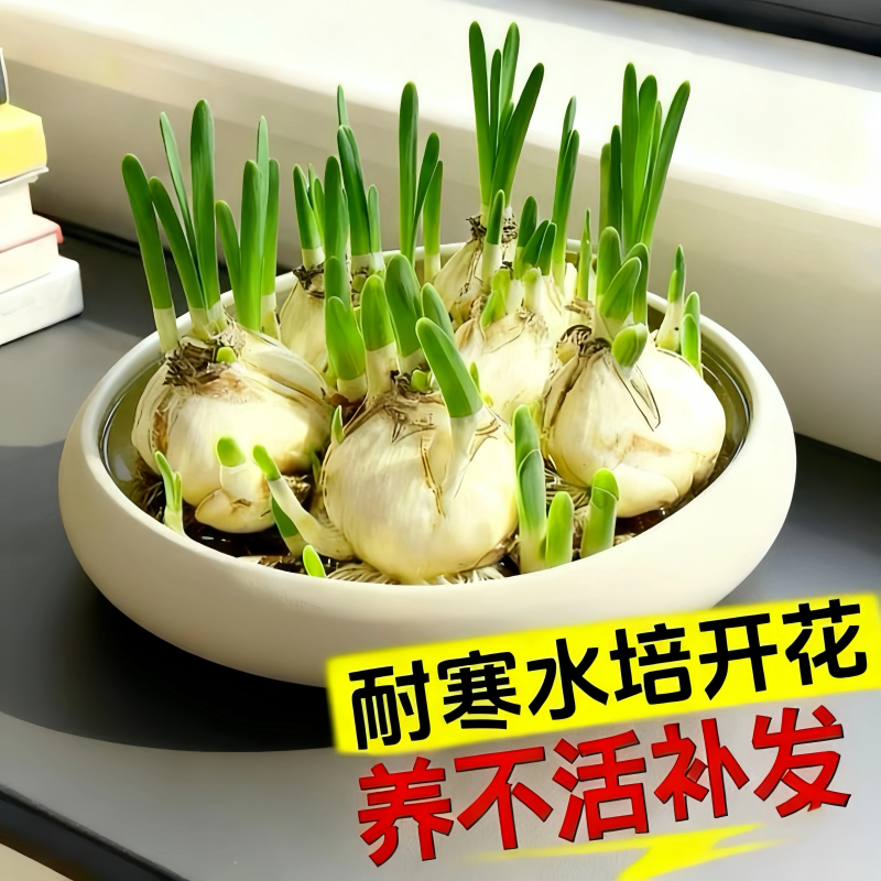 水仙花种球漳州重瓣水养盆栽冬季开花卉植物室内种子绿植水培好养,淘宝优惠券,粉丝福利购,淘宝优惠卷