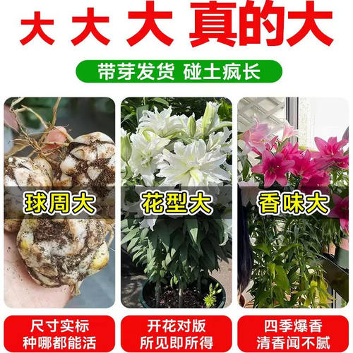 香水百合种球黄天霸特大百合种植苗盆栽花卉绿植耐寒好养易活 - 图0