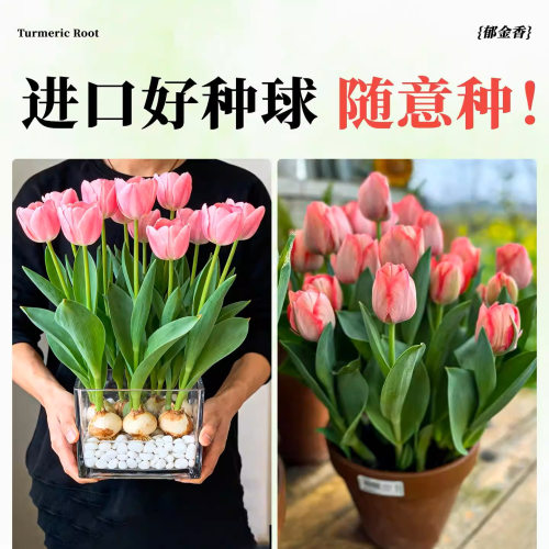 进口郁金香种球五5度球地栽100个批发种子混色水培植物室内花盆栽 - 图0
