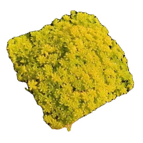 黄金万年草【精品】薄雪万年草多肉植物盆栽办公室阳台花卉绿植 - 图3