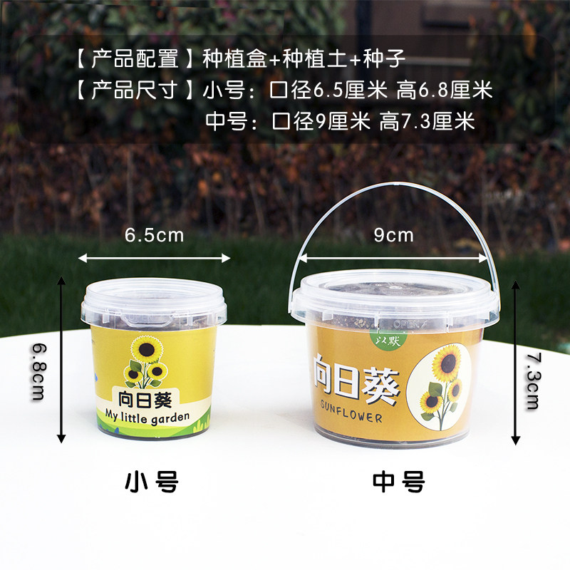 儿童种植小盆栽太阳花向日葵花种籽子幼儿园小学生植物生长观察盒,淘宝优惠券,粉丝福利购,淘宝优惠卷