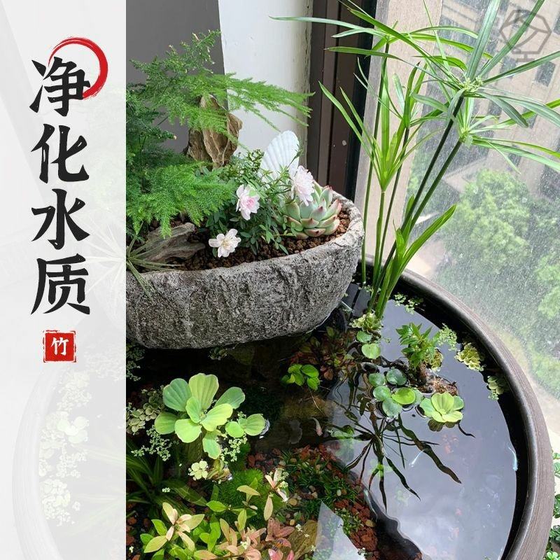 水竹风车草水生水培植物盆栽绿植龟水竹水棕竹鱼缸池塘造景旱伞草,淘宝优惠券,粉丝福利购,淘宝优惠卷