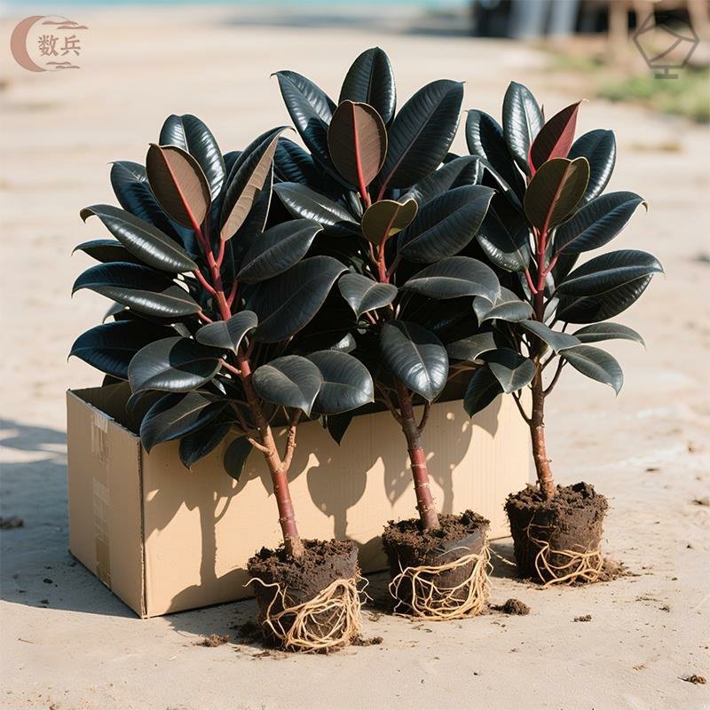 黑金刚橡皮树盆栽家庭客厅室内四季长青净化空气花卉绿色观叶植物,淘宝优惠券,粉丝福利购,淘宝优惠卷