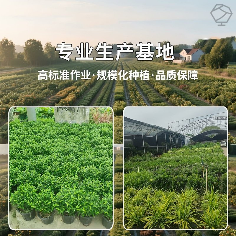 金银花树苗盆栽阳台庭院带花可观赏食用爬藤花卉老桩四季开绿植物,淘宝优惠券,粉丝福利购,淘宝优惠卷