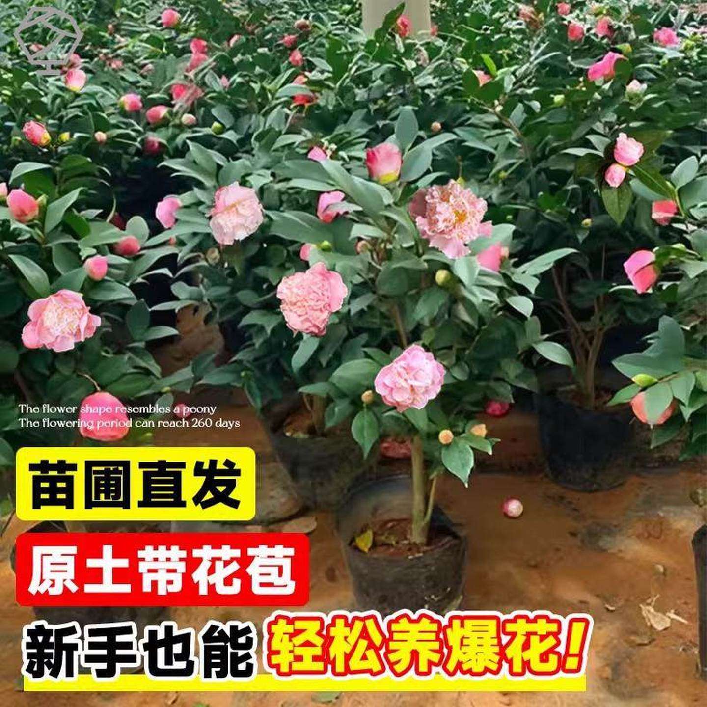 茶花树苗四季香妃开花卉盆栽易活山茶花带花苞特大号庭院耐寒耐冬,淘宝优惠券,粉丝福利购,淘宝优惠卷