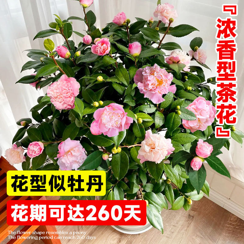 茶花树苗特大号香妃山茶花盆栽带花苞室内客厅阳台浓香花,淘宝优惠券,粉丝福利购,淘宝优惠卷