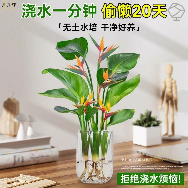 天堂鸟水培植物盆栽室内鹤望兰耐阴好养桌摆净化空气四季常青花卉,淘宝优惠券,粉丝福利购,淘宝优惠卷