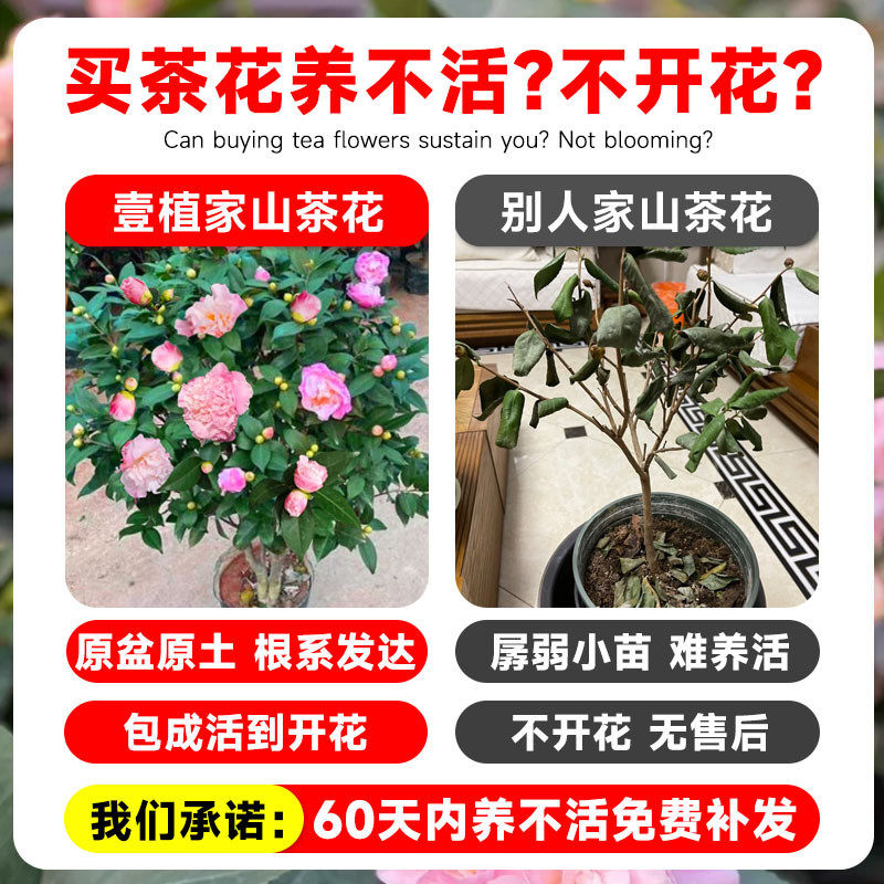 茶花树苗特大号香妃山茶花盆栽带花苞室内客厅阳台浓香花,淘宝优惠券,粉丝福利购,淘宝优惠卷