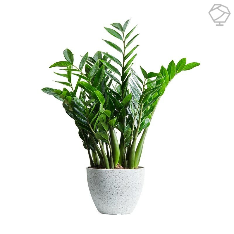 金钱树盆栽办公室内桌面盆景客厅大型招财树绿植摇钱串子好养植物,淘宝优惠券,粉丝福利购,淘宝优惠卷