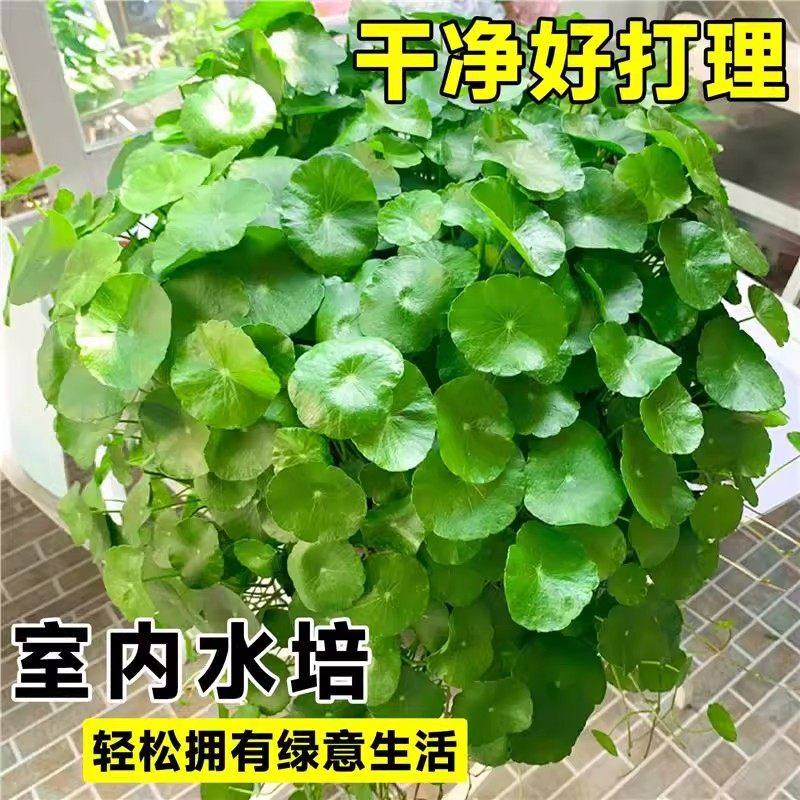 铜钱草水培植物大叶水培金钱草绿植鱼缸水草办公室桌面盆栽净化水,淘宝优惠券,粉丝福利购,淘宝优惠卷