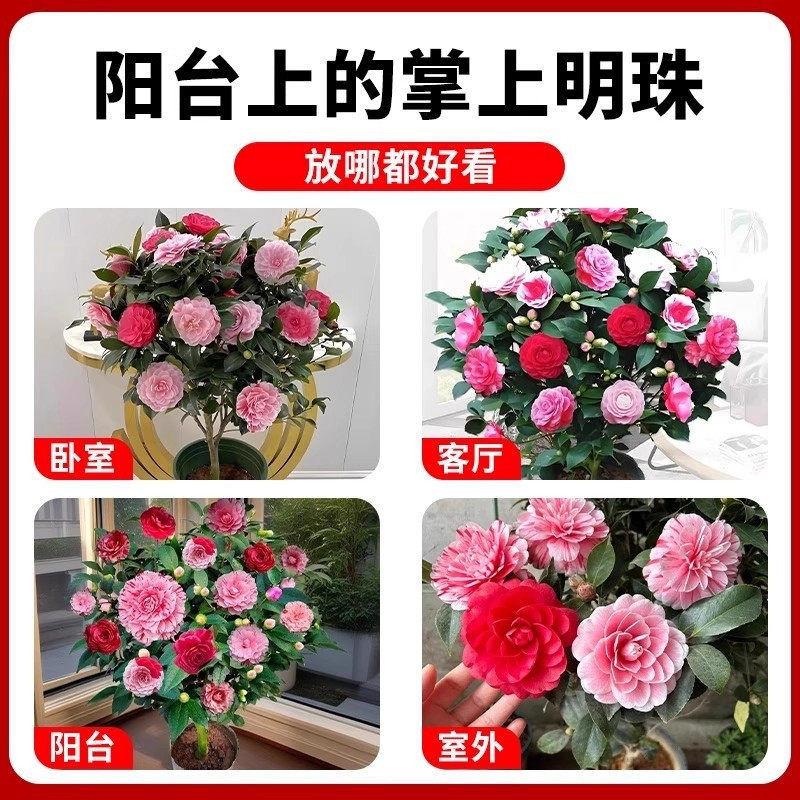 茶花树苗特大号香妃山茶花盆栽带花苞室内客厅阳台浓香花,淘宝优惠券,粉丝福利购,淘宝优惠卷