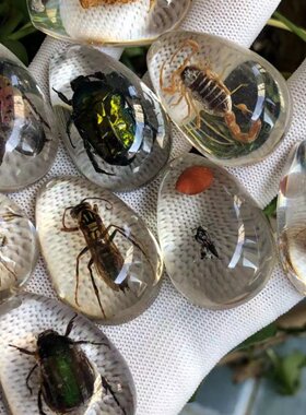 真昆虫琥珀标本盲袋盲盒吊坠