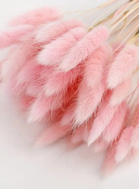 永生花兔尾草干花花材大花束狗尾草家居摆件拍摄道具装饰花60支