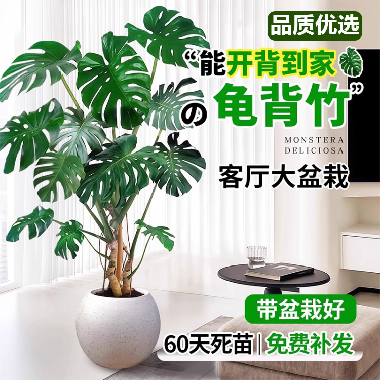 龟背竹客厅大盆栽老桩观赏网红绿植室内高级感客厅大型落地植物 - 图3