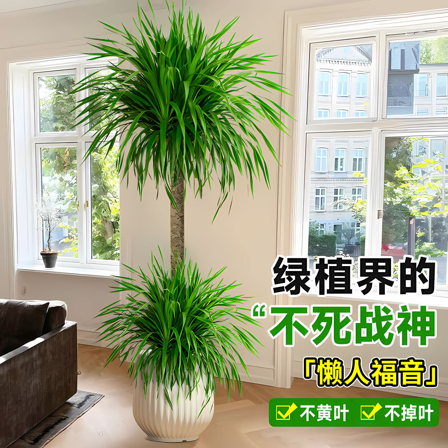 龙血树盆栽客厅庭院阳台好养绿植室内大型植物八方来财四季常青,淘宝优惠券,粉丝福利购,淘宝优惠卷