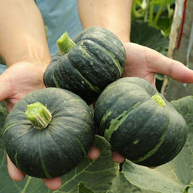 【进口南瓜】正宗贝贝南瓜新鲜当季采摘代餐粗粮粉糯香甜板栗口感