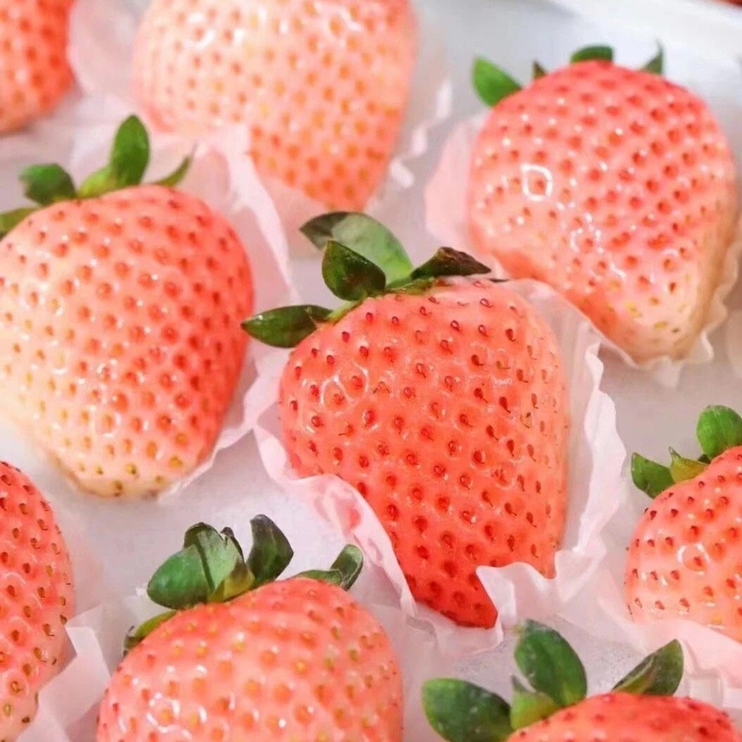 正宗长丰粉玉草莓当季时令新鲜水果牛奶草莓露天种植整箱现摘顺丰,淘宝优惠券,粉丝福利购,淘宝优惠卷