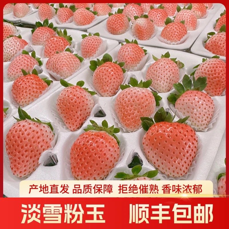 正宗长丰粉玉草莓当季时令新鲜水果牛奶草莓露天种植整箱现摘顺丰,淘宝优惠券,粉丝福利购,淘宝优惠卷