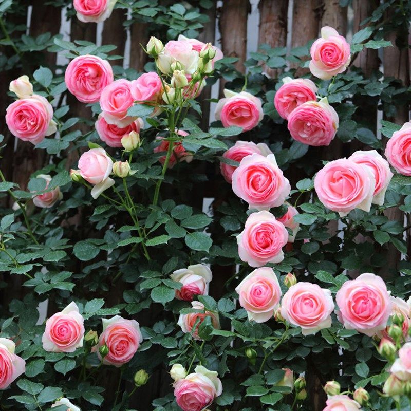 藤本月季花苗特大浓香庭院植物室内花卉盆栽玫瑰爬藤蔷薇四季开花,淘宝优惠券,粉丝福利购,淘宝优惠卷