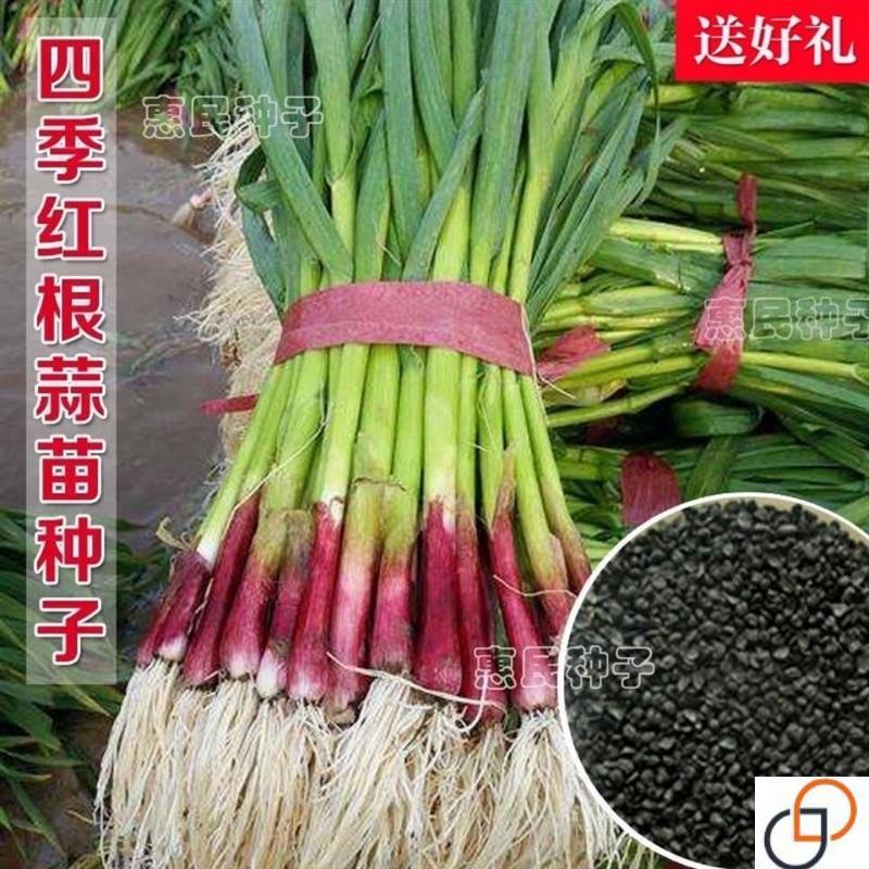 红头香蒜红头蒜一年四季三茬连续均可种植蒜苗种籽蒜种子硬叶蒜苗 - 图2