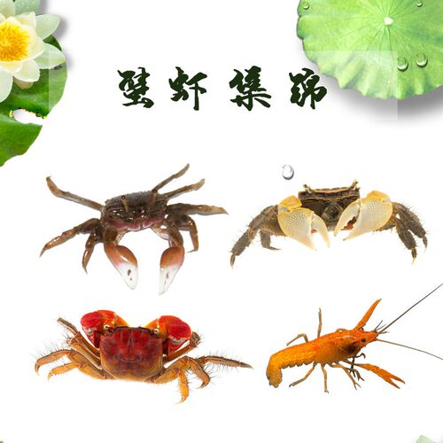 观赏蟹活体迷你蟹辣椒蟹淡水蟹吃虫除藻相手蟹爬行底栖动物易养活 - 图0