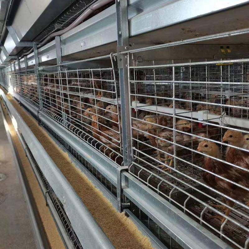 立式自动化养殖设备全自动框架养鸡笼鸡舍养鸡场层叠式H型鸽子笼,淘宝优惠券,粉丝福利购,淘宝优惠卷