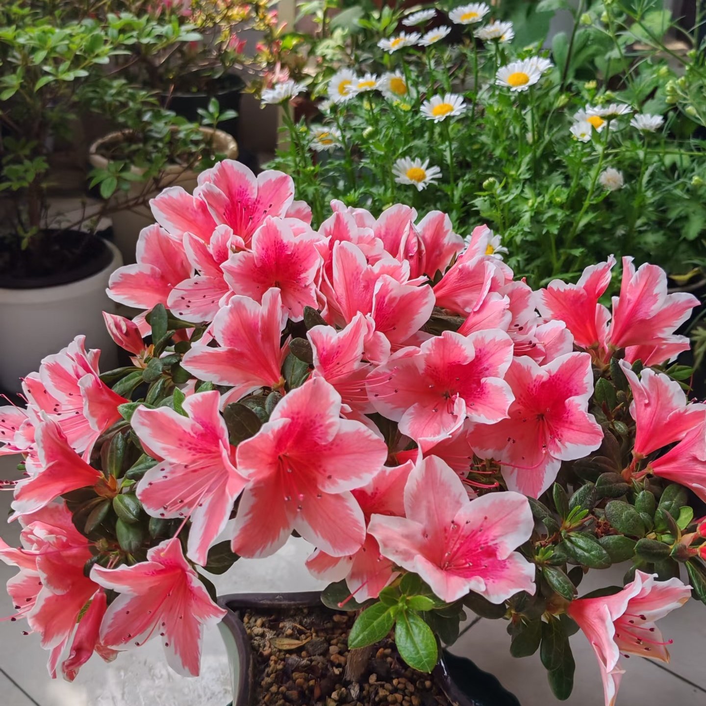 杜鹃花盆栽带花苞木本庭院开花花卉阳台窗台花园净化空气趣味绿植,淘宝优惠券,粉丝福利购,淘宝优惠卷