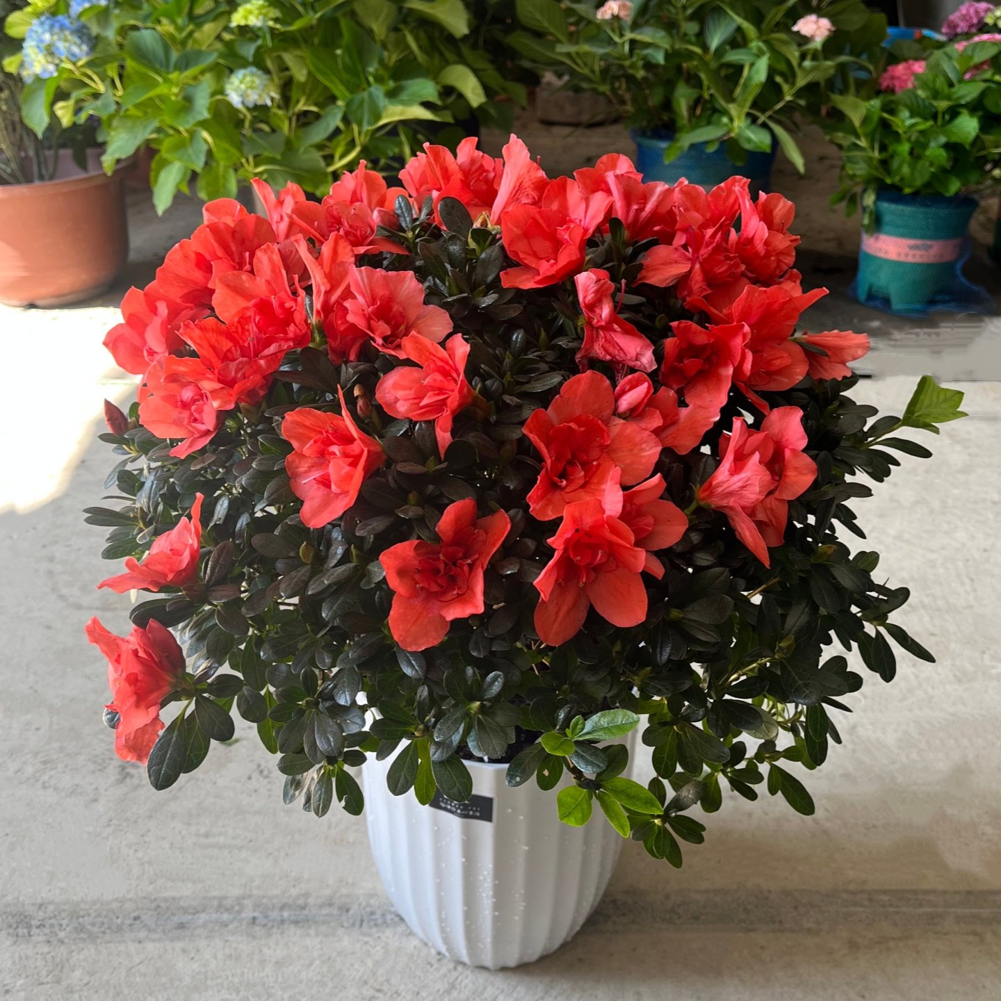 杜鹃花盆栽带花苞木本庭院开花花卉阳台窗台花园净化空气趣味绿植,淘宝优惠券,粉丝福利购,淘宝优惠卷