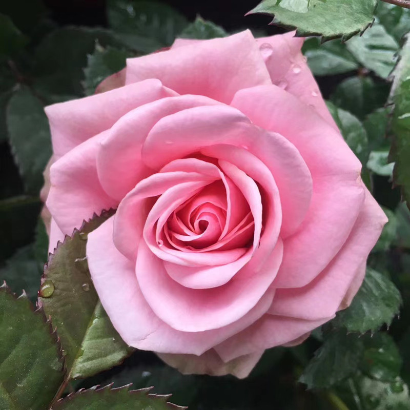 玫瑰花苗老根果汁阳台月季盆栽带花苞庭院多年生四季开花绿植花卉-图2