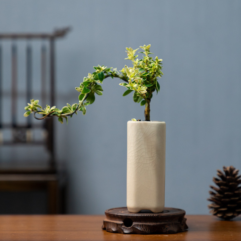 金边六月雪盆景老桩造型悬崖提根盆栽室内绿植红花好养办公室摆件 - 图3