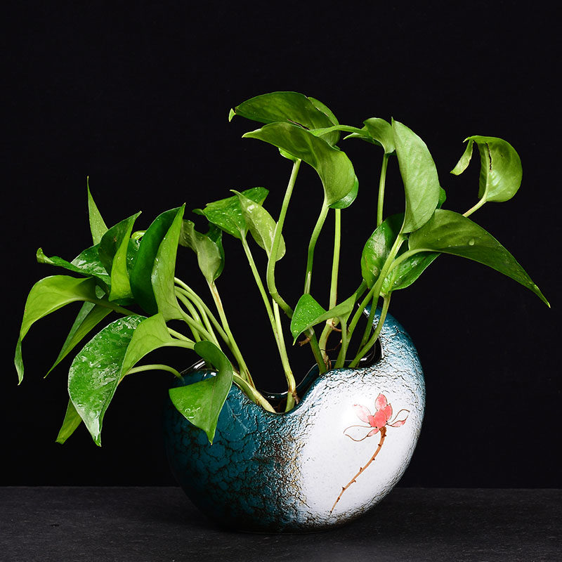 水仙花盆无孔陶瓷大号阳台简约创意睡莲碗莲青山盆铜钱草水培专用,淘宝优惠券,粉丝福利购,淘宝优惠卷