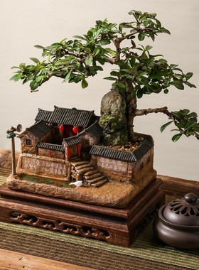 赤楠盆景植物客厅云竹小盆栽微景观造景绿植办公桌老房子模型摆件