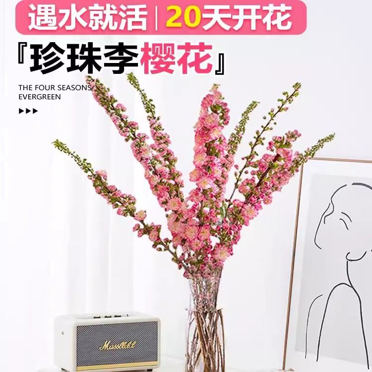 珍珠李干枝鲜花桃花樱花红梅水培植物带花苞鲜切雪柳花卉室内水养,淘宝优惠券,粉丝福利购,淘宝优惠卷