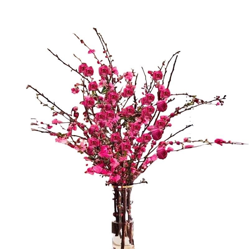 珍珠李干枝鲜花桃花樱花红梅水培植物带花苞鲜切雪柳花卉室内水养,淘宝优惠券,粉丝福利购,淘宝优惠卷