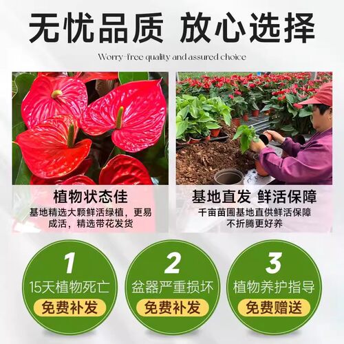 红掌盆栽鸿运当头绿萝箩花卉植物室内水培白掌绿植发财树四季好养 - 图2