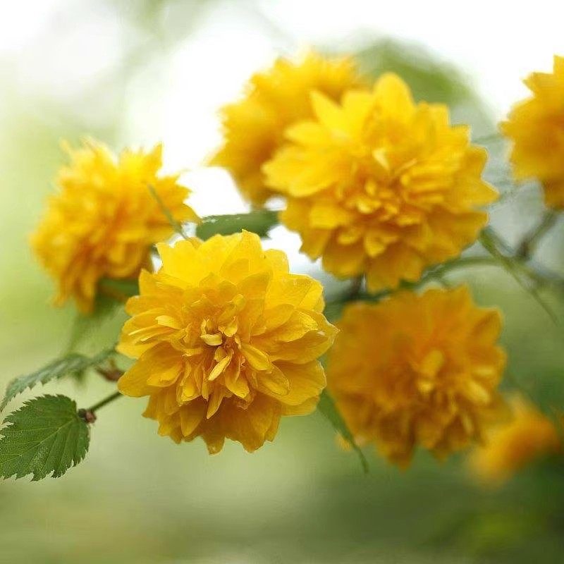 爬藤多花植物重瓣棣棠花苗盆栽阳台四季花卉绿植耐寒冬黄花迎春花,淘宝优惠券,粉丝福利购,淘宝优惠卷