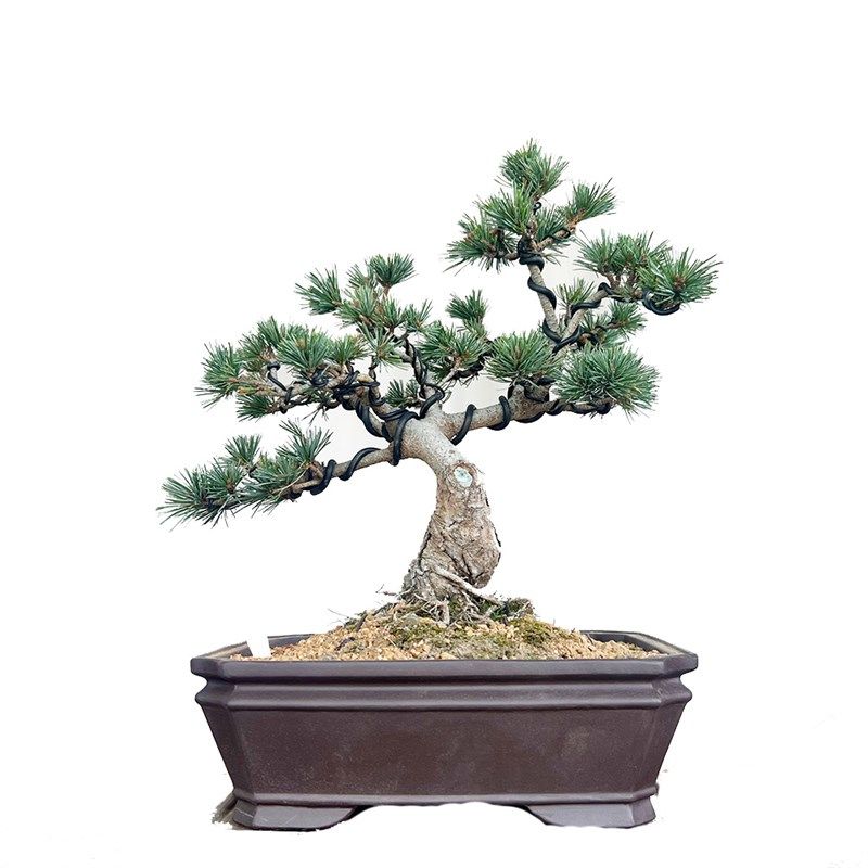 瑞光大阪松杨梅大阪松造型迎客松五针I松金针大阪松桌面阳台盆景,淘宝优惠券,粉丝福利购,淘宝优惠卷